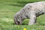 LAGOTTO CAVAGE 048